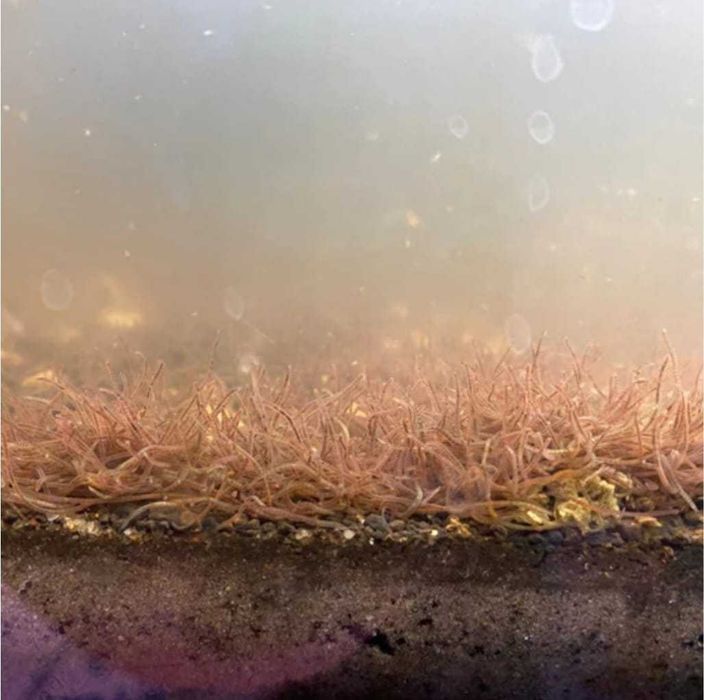 Tubifex/Blackworms hrană vie pentru peşti