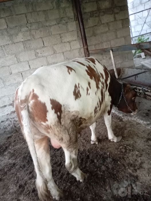 Semiz buqa tez va arzon sotiladi