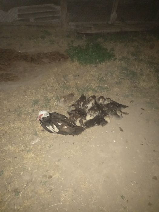 6 курке балпаны 12 дамашный уйрек балапаны сатылады