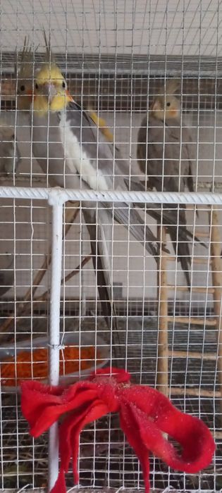 Papagal Ninfe tinere