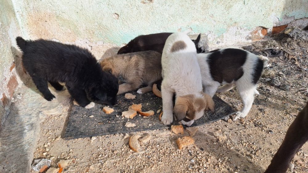 Подаряват се 5 броя малки кученца.