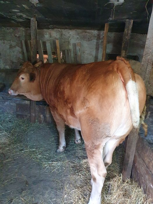 Vând juninca de 16 luni,montatade 3 luni cu Angus