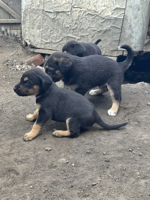 отдам щенят бесплатно