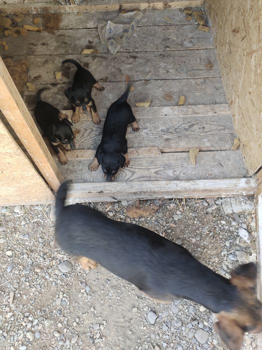 Щенки Ягдтерьера в Шелеке