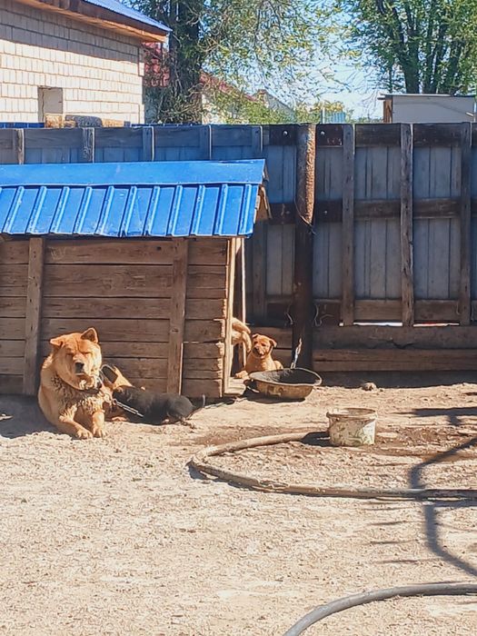 Отдам щенков в хорошие руки