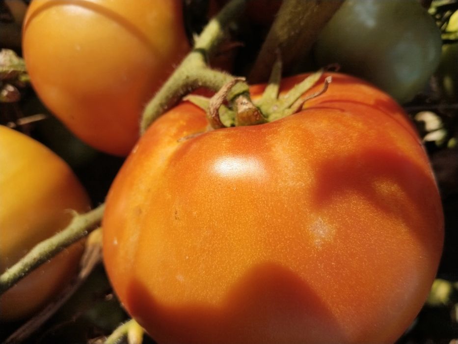 Продам домашние помидоры , вкусные,крупные. без
