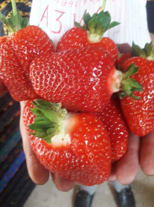 Расзад ягоди и малини от производител