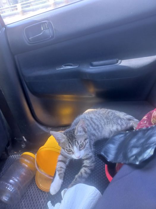 Отдам даром кота