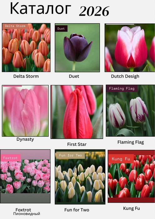 Тюльпаны с Теплицы