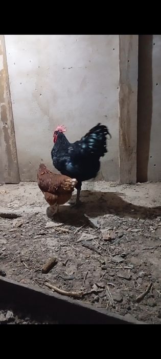 Қораз петух атеш