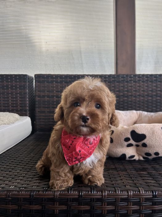 Maltipoo F2