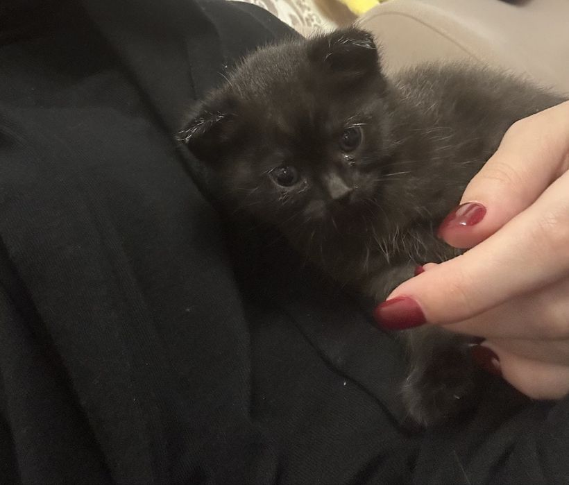 Котенок шотландтка скоттиш страйт