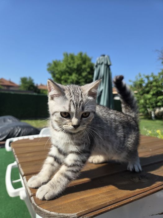 Британски котенца