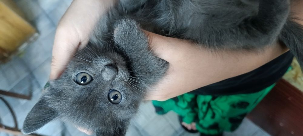 Отдам котёнка в добрые руки