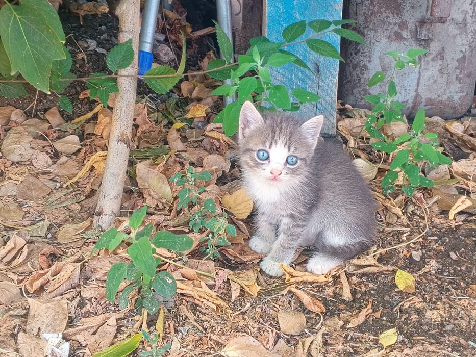 Отдадим котят в добрые руки