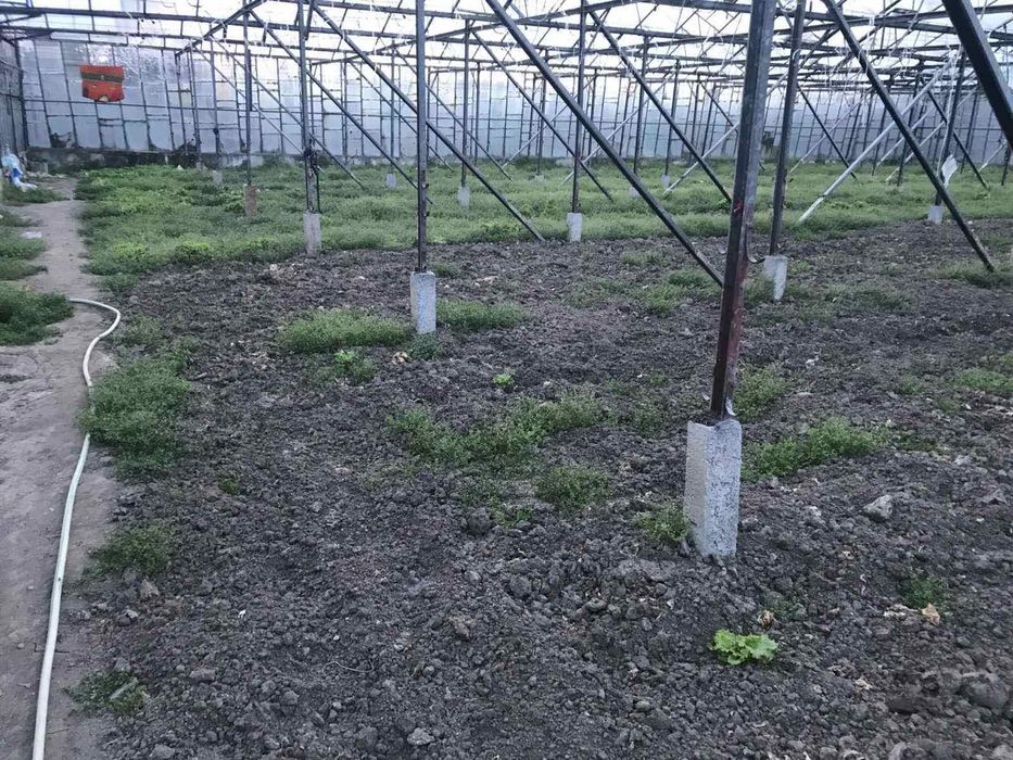 Стъклена оранжерия