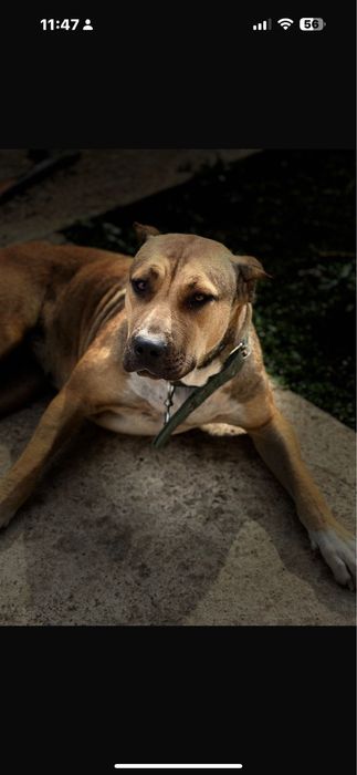 Se doneaza mix 4 rase