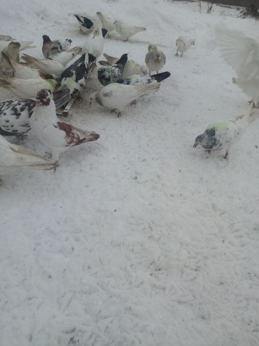 Пешите только на ватсап