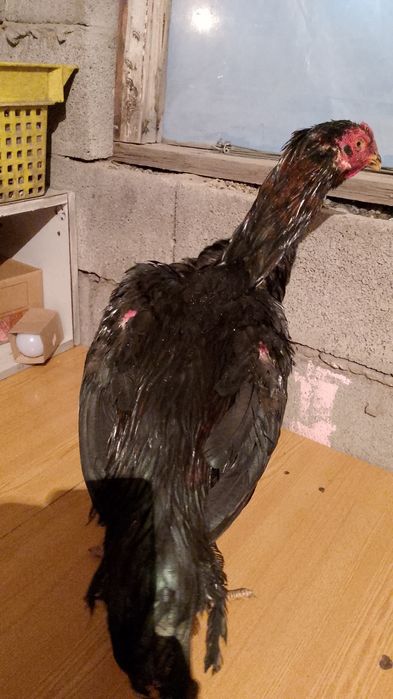 Дакн бойтсовскии