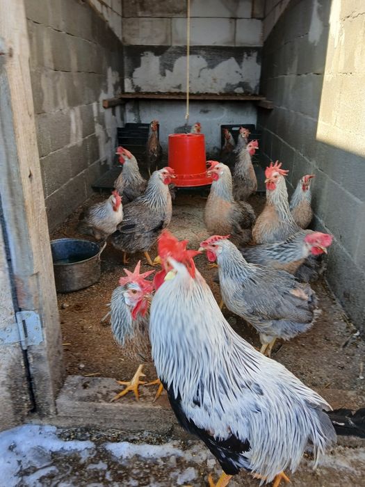 Vind ouă de incubație sussex HD porțelan