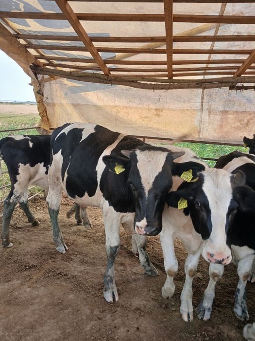 Vitei de carne  taurasi ne încărcați