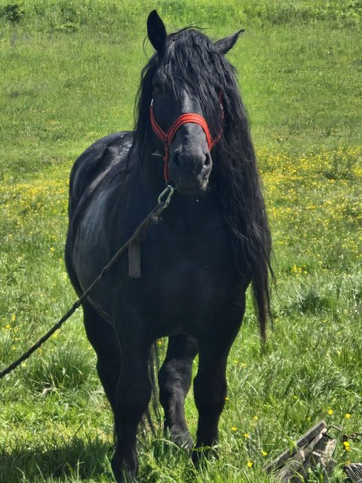 Vand armăsar 8 ani