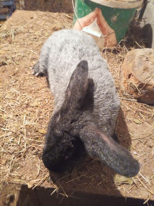 Продаются кролики