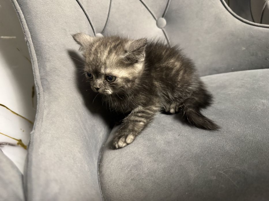 Шотландские  котята