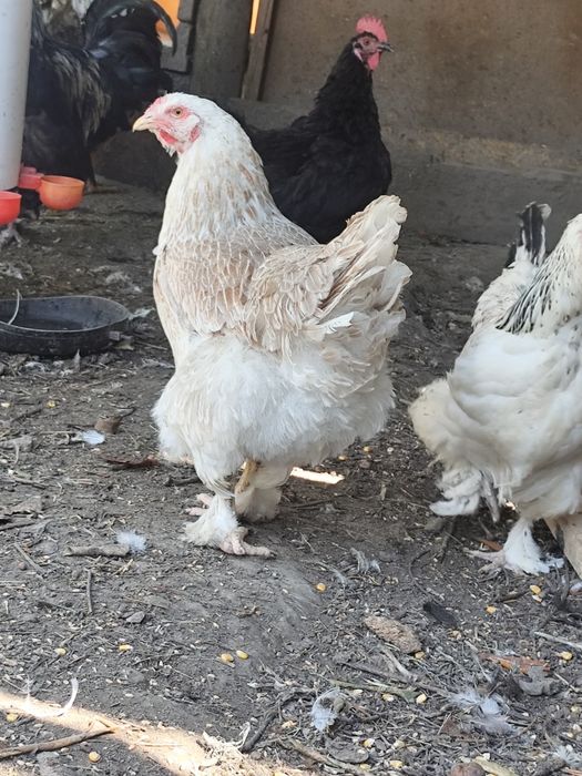 Продам кур Брамы Орпингтоны