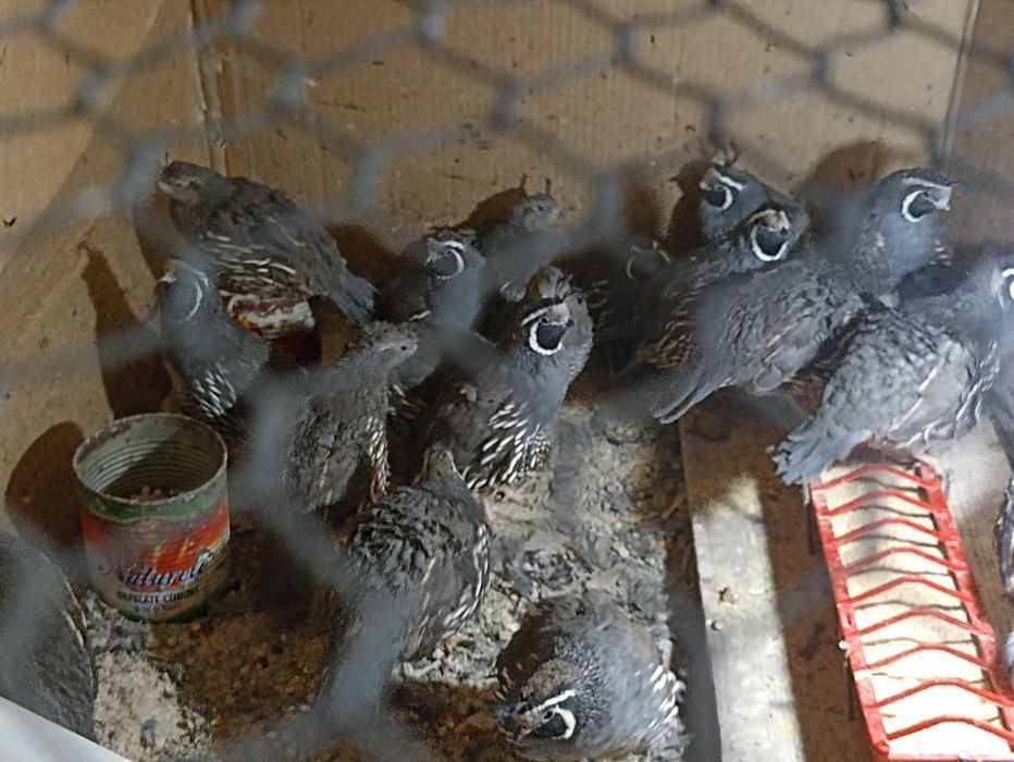 Vînd prepelițe  Californiene ,  pui din anul 2025 .