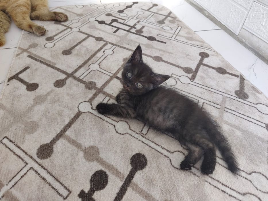 Котики  шотландские скотиш 2 месяца