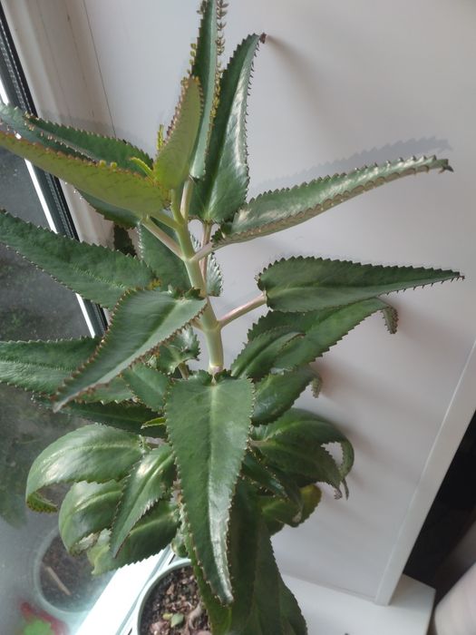 Продам отростки каланхоэ