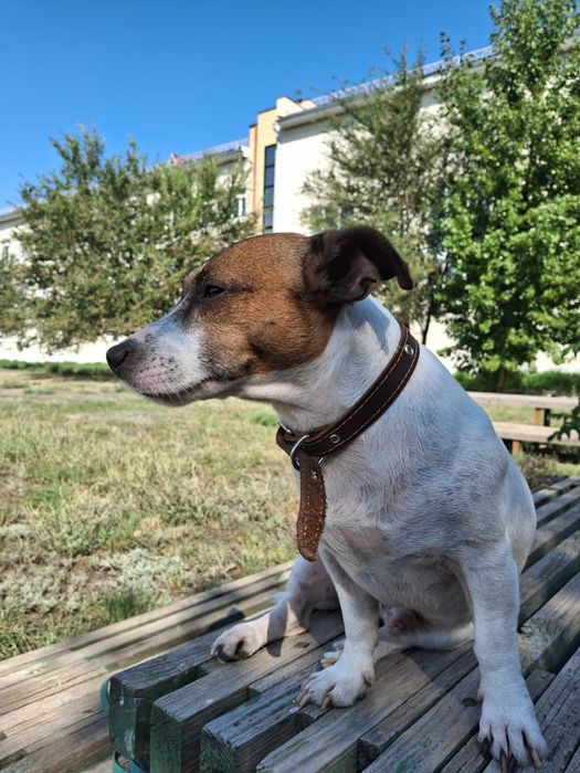 Джек Рассел теръер 8 лет