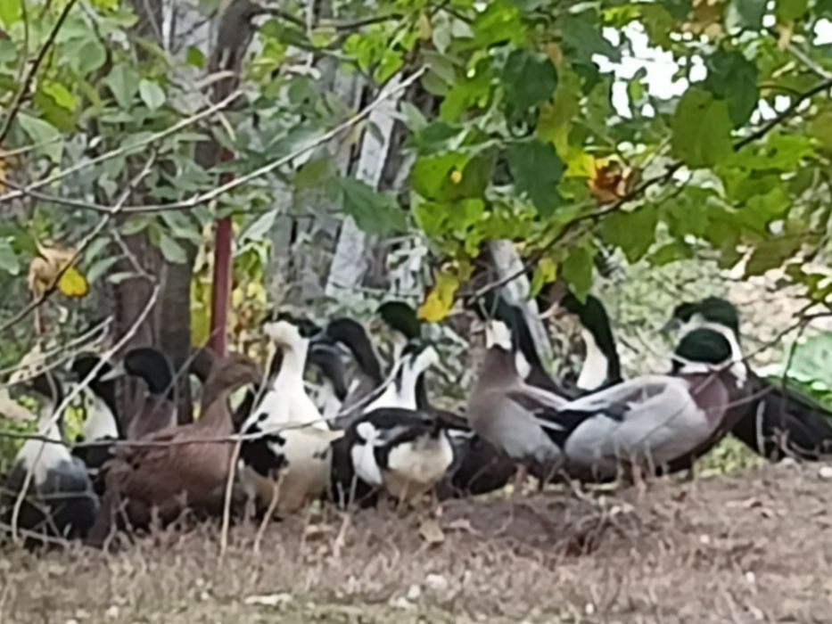 Vând rațe, specia Polar.