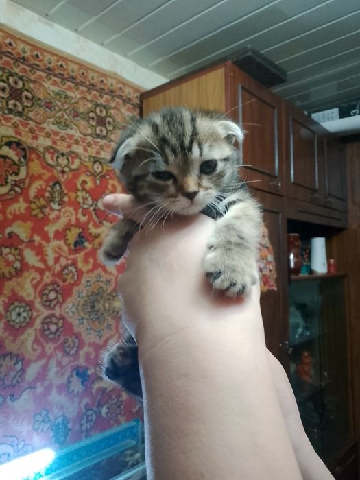 Продаются котята