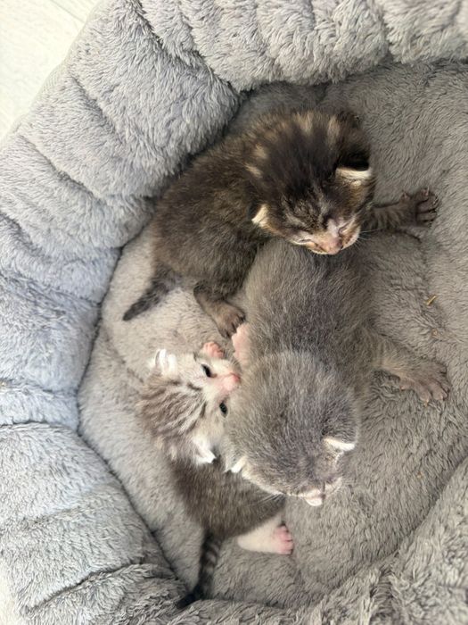 Отдам котят в добрые руки