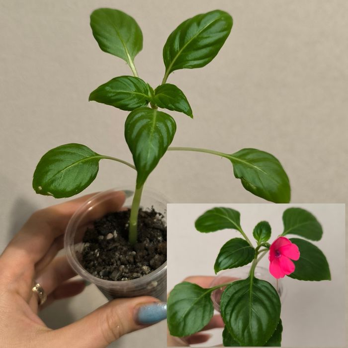 Комнатные растения цветы бальзамин Ванька Мокрый