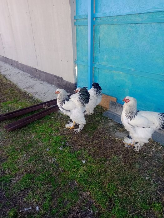 Продам петух брама