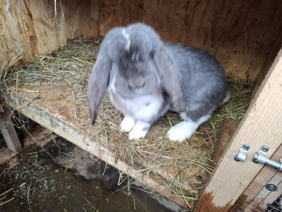 Iepuri berbec german pereche