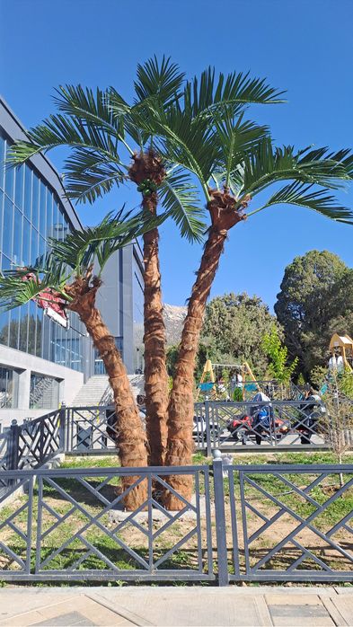 Farg‘onada  | Villa/restoran uchun lux suniiy palma 3m–8m — -30%