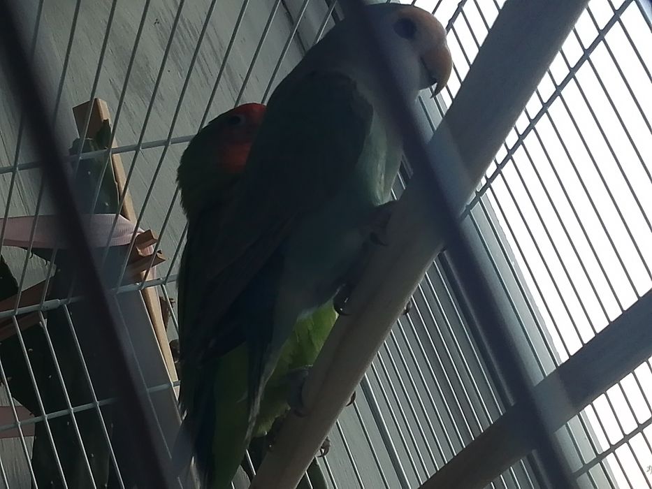 Неразлучни попугайлар сатылады.