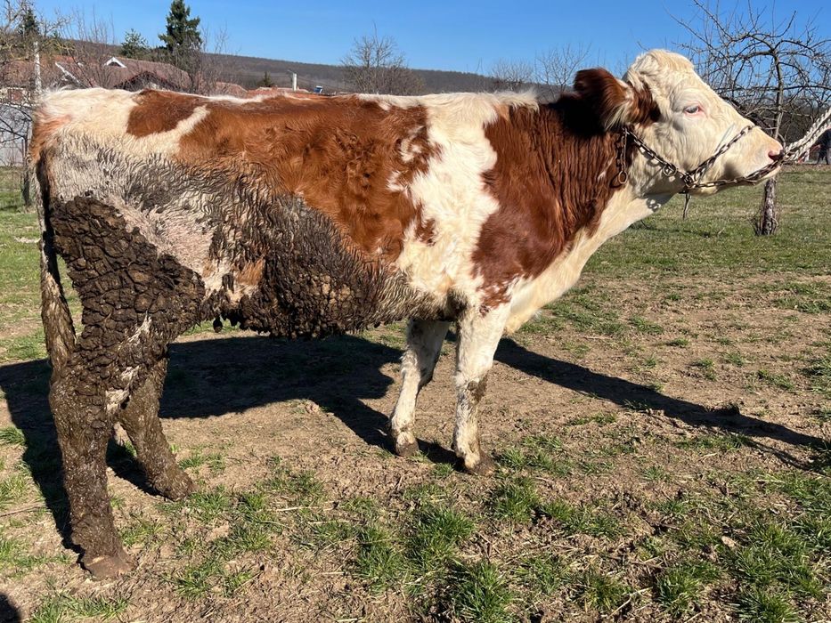 Vand juninca de abator, de 2 ani jumate