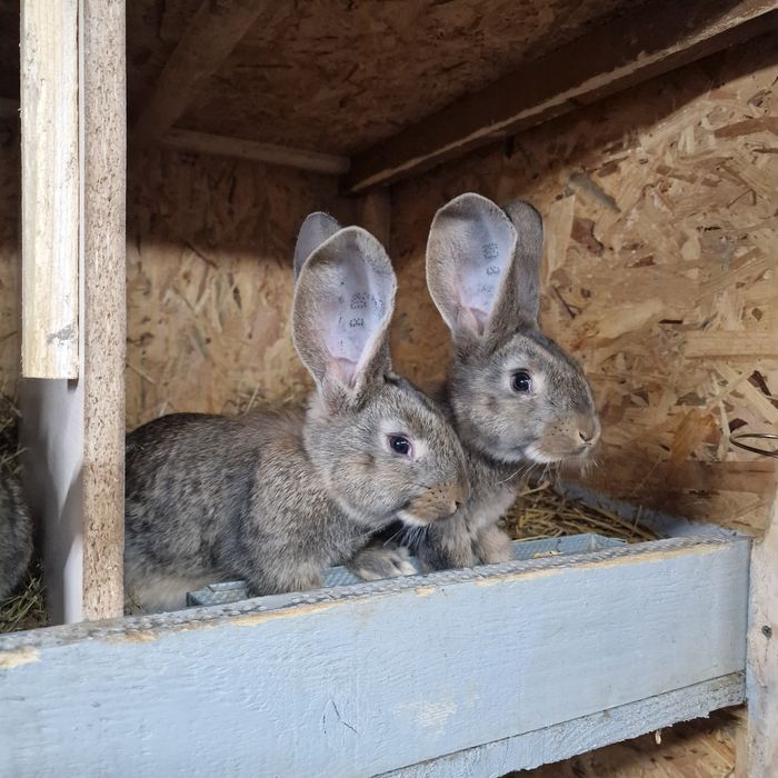 Pui urias german gri