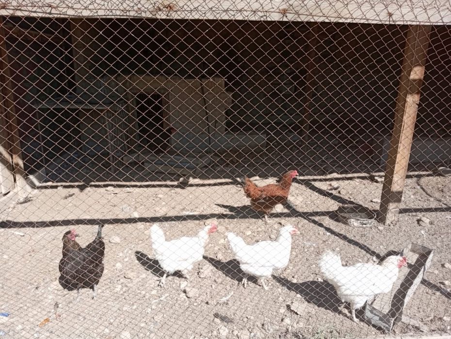 Ақша керек боп атыр