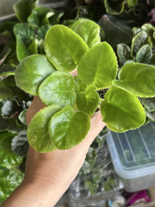 Фиалки сортовые. Детки