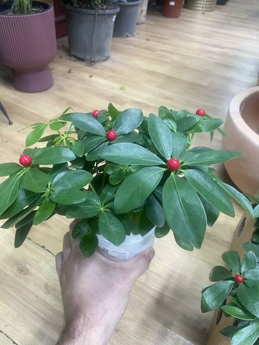 Растании для дома