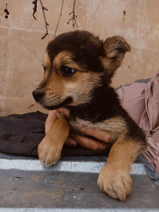 Щенки в добрые руки