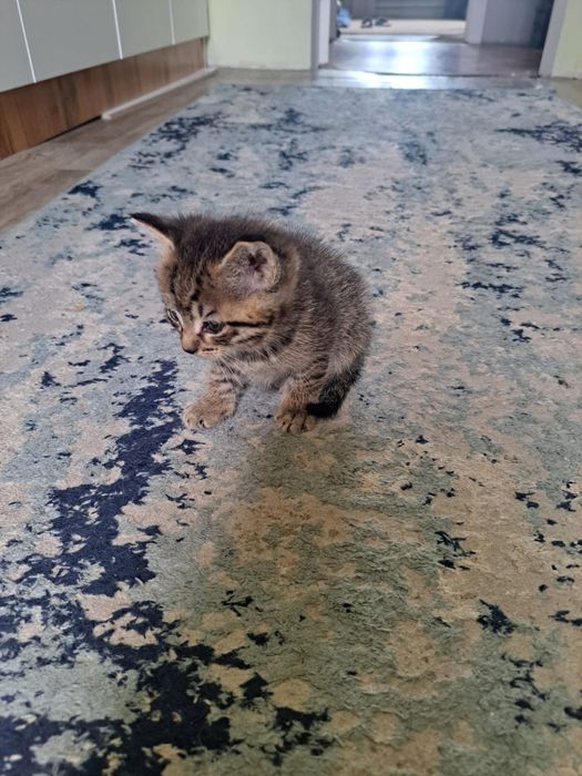 Отдаю котят 1,5 мес