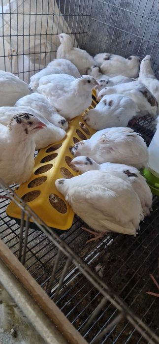 Oua incubat Giganta polara