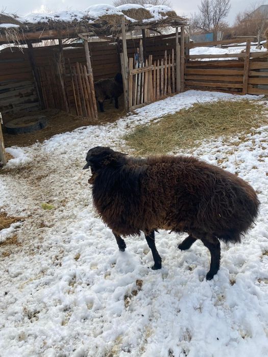 Қошқар сатылады 150 мын